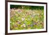 Field of Flowers in Paintography-Philippe Sainte-Laudy-Framed Photographic Print