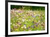 Field of Flowers in Paintography-Philippe Sainte-Laudy-Framed Photographic Print