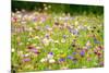 Field of Flowers in Paintography-Philippe Sainte-Laudy-Mounted Photographic Print