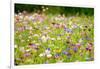 Field of Flowers in Paintography-Philippe Sainte-Laudy-Framed Photographic Print