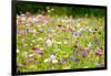 Field of Flowers in Paintography-Philippe Sainte-Laudy-Framed Photographic Print