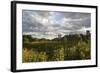 Field of Flowers Towards Skyscrapers, Chicago, Illinois, United States-Susan Pease-Framed Photographic Print