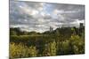 Field of Flowers Towards Skyscrapers, Chicago, Illinois, United States-Susan Pease-Mounted Photographic Print