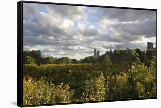 Field of Flowers Towards Skyscrapers, Chicago, Illinois, United States-Susan Pease-Framed Stretched Canvas