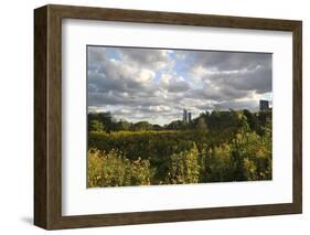 Field of Flowers Towards Skyscrapers, Chicago, Illinois, United States-Susan Pease-Framed Photographic Print