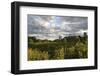 Field of Flowers Towards Skyscrapers, Chicago, Illinois, United States-Susan Pease-Framed Photographic Print