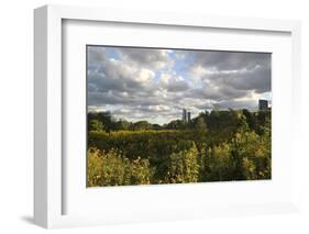 Field of Flowers Towards Skyscrapers, Chicago, Illinois, United States-Susan Pease-Framed Photographic Print