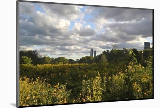 Field of Flowers Towards Skyscrapers, Chicago, Illinois, United States-Susan Pease-Mounted Photographic Print