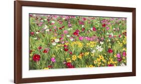 Field of Flowers-Silvia Mei-Framed Art Print