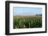 Field of Flowers-Jan Marijs-Framed Photographic Print