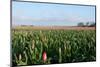 Field of Flowers-Jan Marijs-Mounted Photographic Print