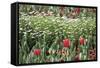 Field Of Flowers-Incredi-Framed Stretched Canvas