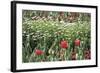 Field Of Flowers-Incredi-Framed Giclee Print