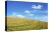 Field of Gold-Den Reader-Stretched Canvas