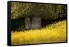 Field of Gold-Valda Bailey-Framed Stretched Canvas