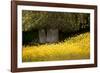 Field of Gold-Valda Bailey-Framed Photographic Print