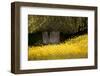 Field of Gold-Valda Bailey-Framed Photographic Print