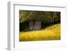 Field of Gold-Valda Bailey-Framed Photographic Print