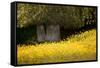 Field of Gold-Valda Bailey-Framed Stretched Canvas