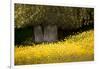 Field of Gold-Valda Bailey-Framed Photographic Print