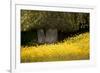 Field of Gold-Valda Bailey-Framed Photographic Print