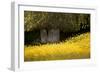 Field of Gold-Valda Bailey-Framed Photographic Print