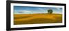 Field of golden barley and single tree, Glapwell, Chesterfield, Derbyshire, England-Frank Fell-Framed Photographic Print