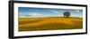 Field of golden barley and single tree, Glapwell, Chesterfield, Derbyshire, England-Frank Fell-Framed Photographic Print