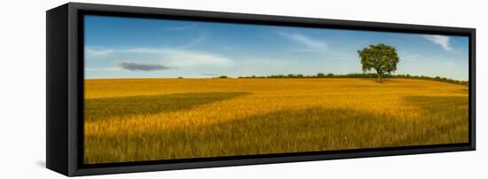 Field of golden barley and single tree, Glapwell, Chesterfield, Derbyshire, England-Frank Fell-Framed Stretched Canvas