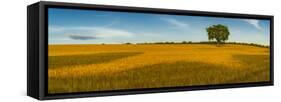 Field of golden barley and single tree, Glapwell, Chesterfield, Derbyshire, England-Frank Fell-Framed Stretched Canvas