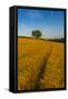 Field of golden barley and single tree, Glapwell, Chesterfield, Derbyshire, England-Frank Fell-Framed Stretched Canvas