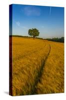 Field of golden barley and single tree, Glapwell, Chesterfield, Derbyshire, England-Frank Fell-Stretched Canvas