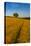 Field of golden barley and single tree, Glapwell, Chesterfield, Derbyshire, England-Frank Fell-Stretched Canvas
