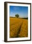 Field of golden barley and single tree, Glapwell, Chesterfield, Derbyshire, England-Frank Fell-Framed Photographic Print