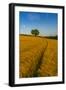 Field of golden barley and single tree, Glapwell, Chesterfield, Derbyshire, England-Frank Fell-Framed Photographic Print