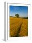 Field of golden barley and single tree, Glapwell, Chesterfield, Derbyshire, England-Frank Fell-Framed Photographic Print