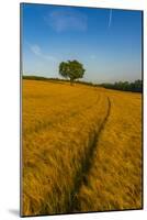 Field of golden barley and single tree, Glapwell, Chesterfield, Derbyshire, England-Frank Fell-Mounted Photographic Print