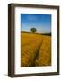 Field of golden barley and single tree, Glapwell, Chesterfield, Derbyshire, England-Frank Fell-Framed Photographic Print