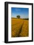 Field of golden barley and single tree, Glapwell, Chesterfield, Derbyshire, England-Frank Fell-Framed Photographic Print