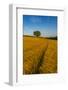 Field of golden barley and single tree, Glapwell, Chesterfield, Derbyshire, England-Frank Fell-Framed Photographic Print