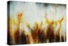 Field of Golden Blossoms-Rikki Drotar-Stretched Canvas