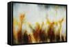 Field of Golden Blossoms-Rikki Drotar-Framed Stretched Canvas