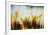 Field of Golden Blossoms-Rikki Drotar-Framed Giclee Print