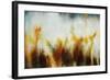 Field of Golden Blossoms-Rikki Drotar-Framed Giclee Print