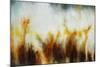 Field of Golden Blossoms-Rikki Drotar-Mounted Giclee Print