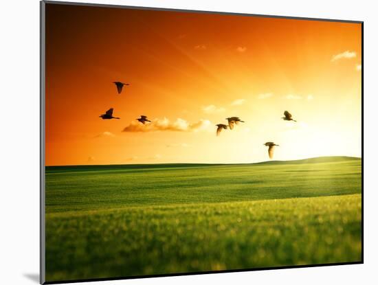Field of Grass and Flying Birds-Iakov Kalinin-Mounted Photographic Print