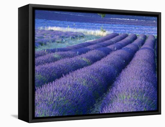 Field of Lavander Flowers Ready for Harvest, Sault, Provence, France, June 2004-Inaki Relanzon-Framed Stretched Canvas