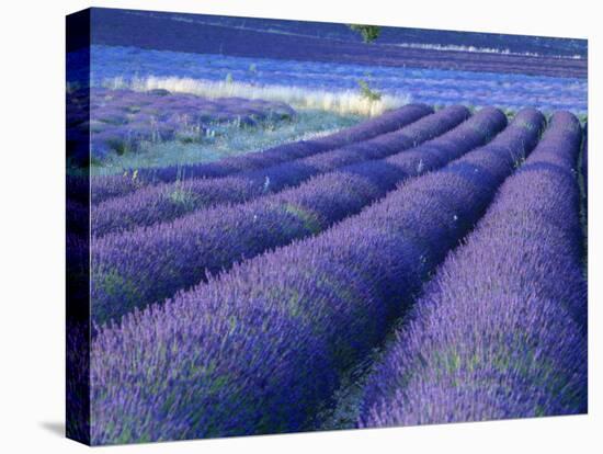 Field of Lavander Flowers Ready for Harvest, Sault, Provence, France, June 2004-Inaki Relanzon-Stretched Canvas