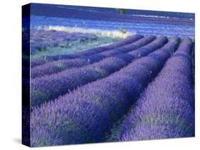 Field of Lavander Flowers Ready for Harvest, Sault, Provence, France, June 2004-Inaki Relanzon-Stretched Canvas