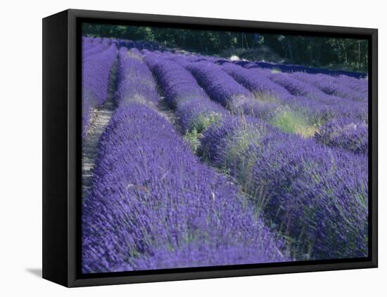 Field of Lavander Flowers Ready for Harvest, Sault, Provence, France, June 2004-Inaki Relanzon-Framed Stretched Canvas